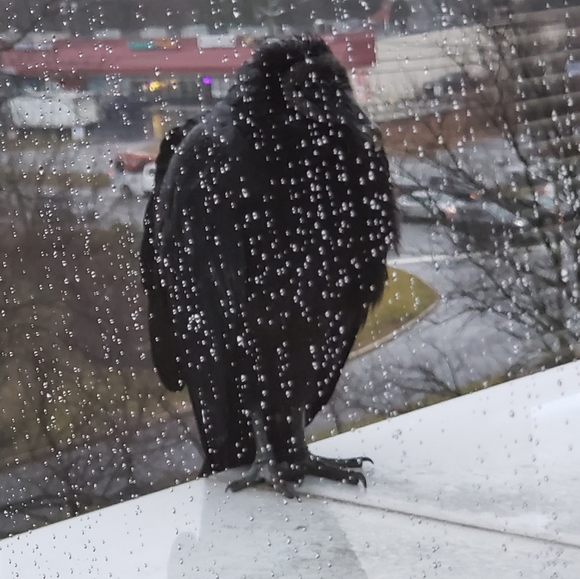 Hope - Picture 6 of 8